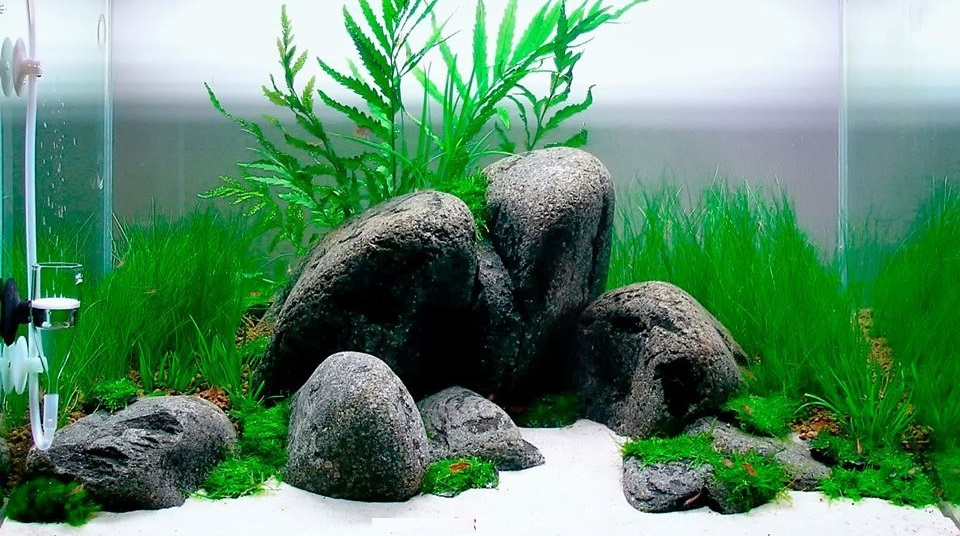 cát trắng thủy sinh cát trắng thủy sinh