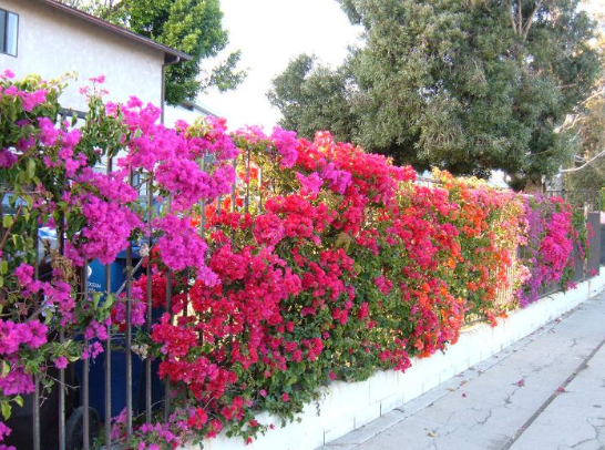 hàng rào cây xanh hàng rào cây xanh