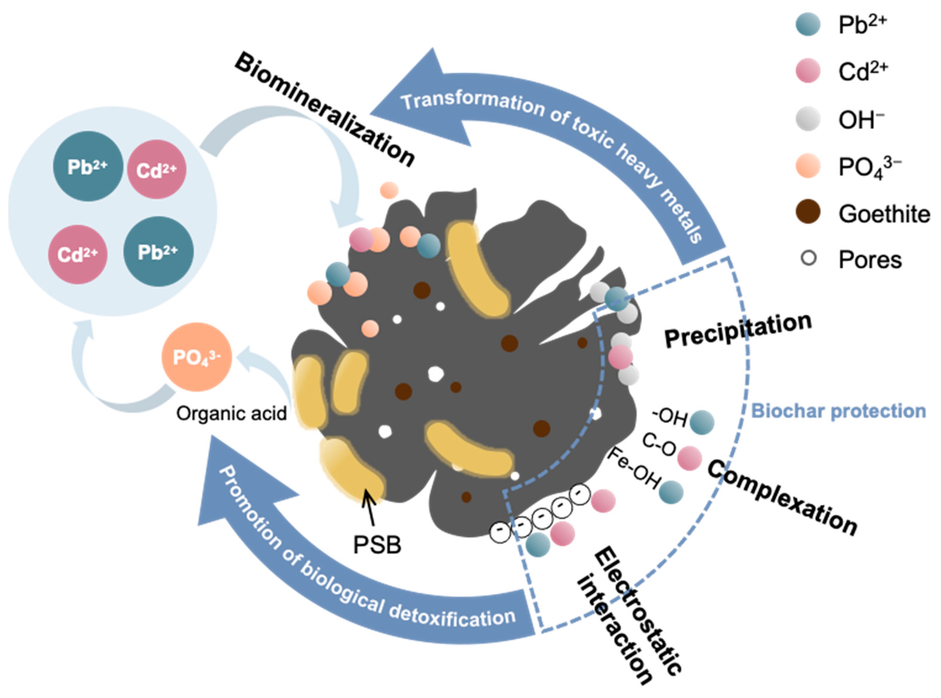 than hoạt tính đóng vai trò quan trọng trong xử lý nước