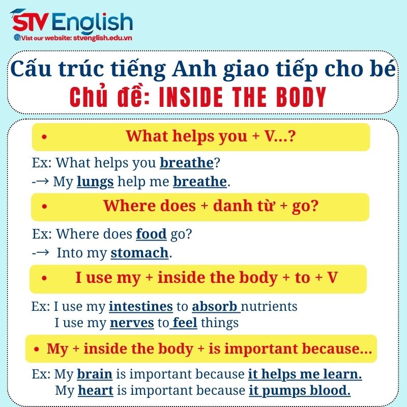 Cấu trúc câu tiếng Anh giao tiếp cho bé chủ đề “Inside the Body” Cấu trúc câu tiếng Anh giao tiếp cho bé chủ đề “Inside the Body”