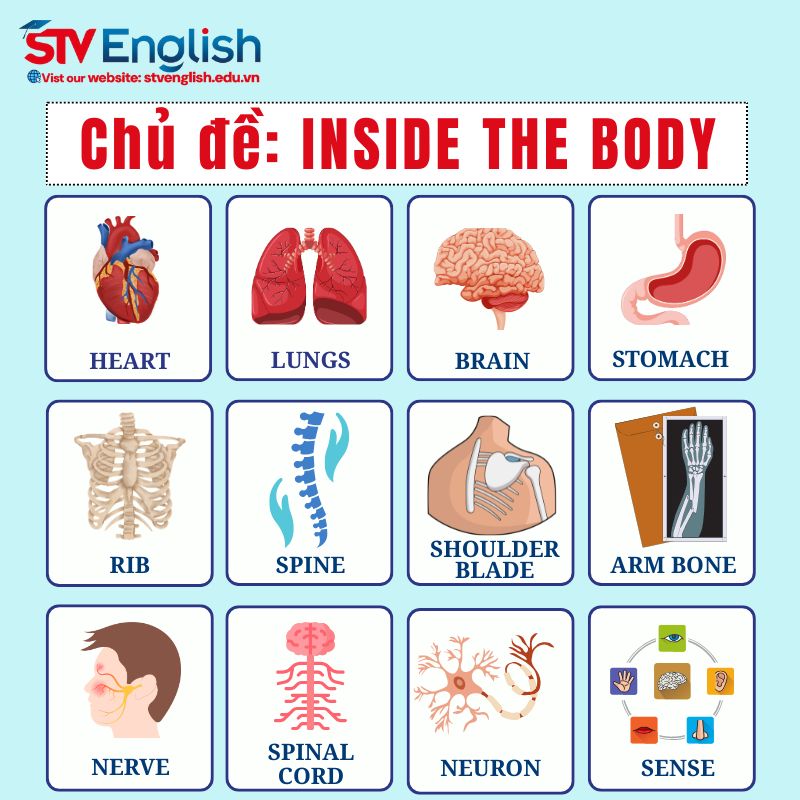 Từ vựng tiếng Anh giao tiếp cho bé chủ đề “Inside the Body” Từ vựng tiếng Anh giao tiếp cho bé chủ đề “Inside the Body”
