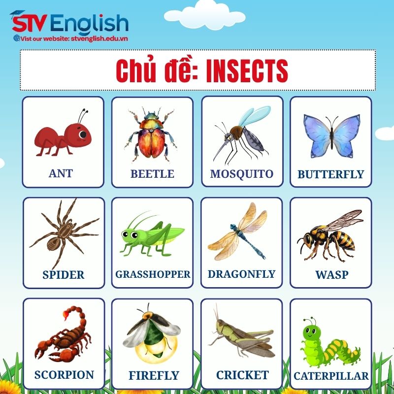 Từ vựng tiếng Anh giao tiếp cho bé: Chủ đề Insects (Côn trùng) Từ vựng tiếng Anh giao tiếp cho bé: Chủ đề Insects (Côn trùng)