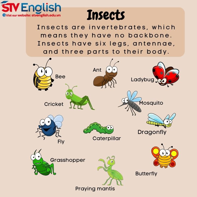 Dạy từ vựng tiếng Anh cho bé 5 tuổi với chủ đề động vật Dạy từ vựng tiếng Anh cho bé 5 tuổi với chủ đề động vật