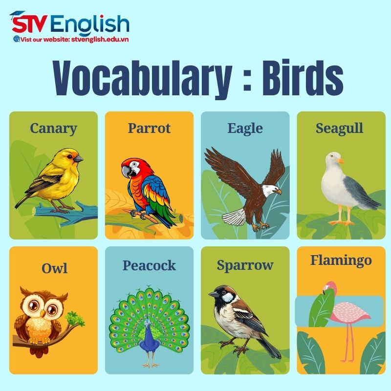 Từ vựng tiếng Anh giao tiếp cho bé: Chủ đề “Birds” Từ vựng tiếng Anh giao tiếp cho bé: Chủ đề “Birds”