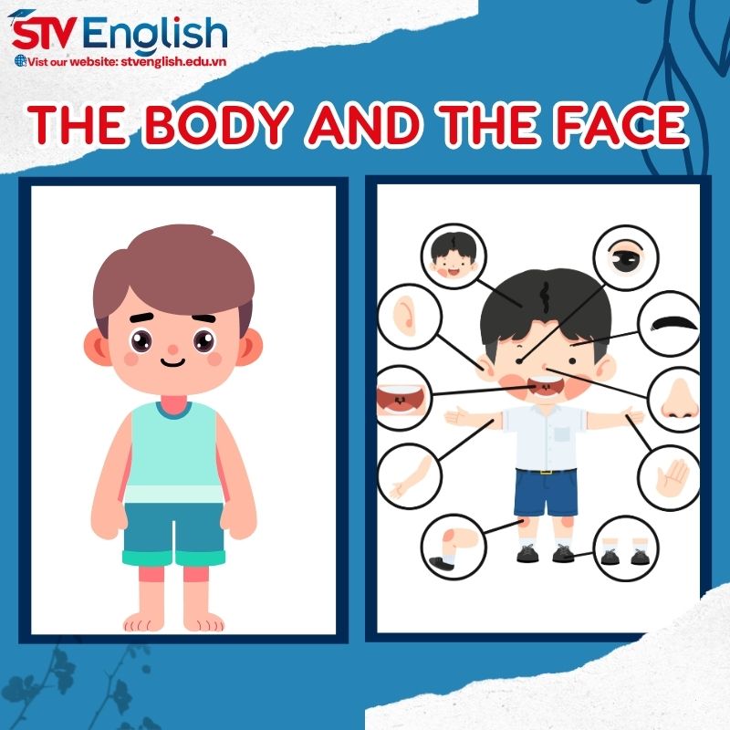 Giới thiệu về chủ đề "The body and the face" trong thuyết trình tiếng Anh Giới thiệu về chủ đề "The body and the face" trong thuyết trình tiếng Anh