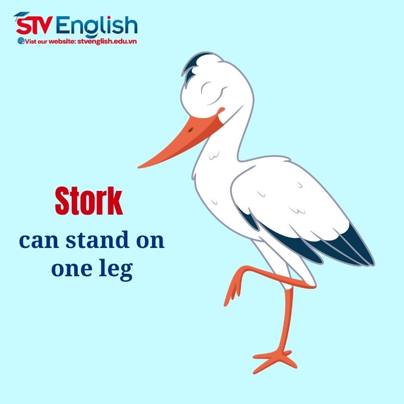 Khám phá từ vựng tiếng Anh giao tiếp cho bé qua chủ đề “Birds” sinh động Khám phá từ vựng tiếng Anh giao tiếp cho bé qua chủ đề “Birds” sinh động