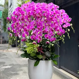 Hoa Lan Hồ Điệp Tết ở Hải Phòng 02