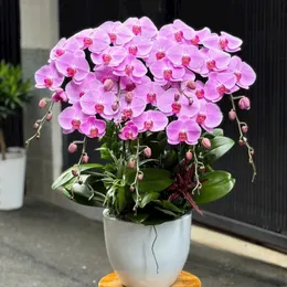 Hoa Lan Hồ Điệp Tết ở Hải Phòng 05