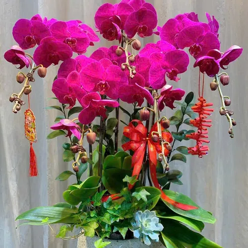 Lan Hồ Điệp Tím Hải Phòng 04