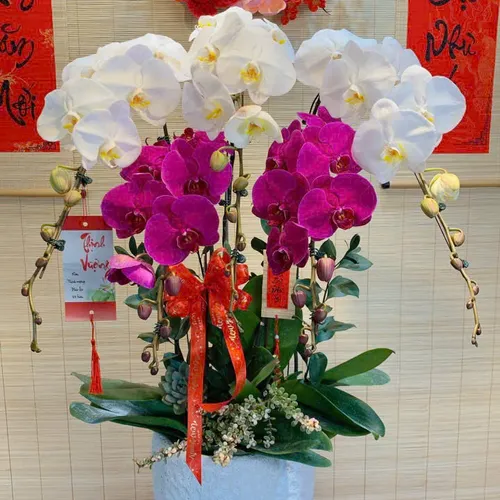 Lan Hồ Điệp Đa Sắc Hải Phòng 06