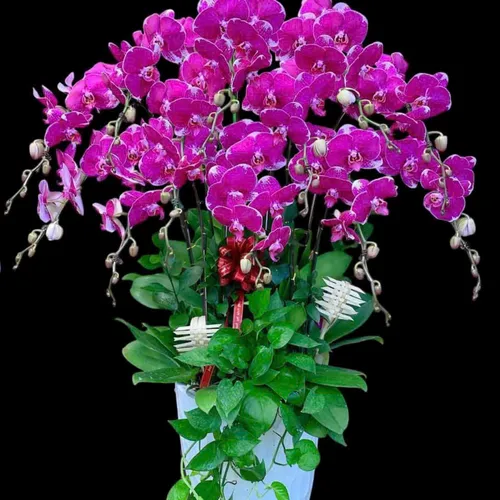 Lan Hồ Điệp Tím Hải Phòng 08