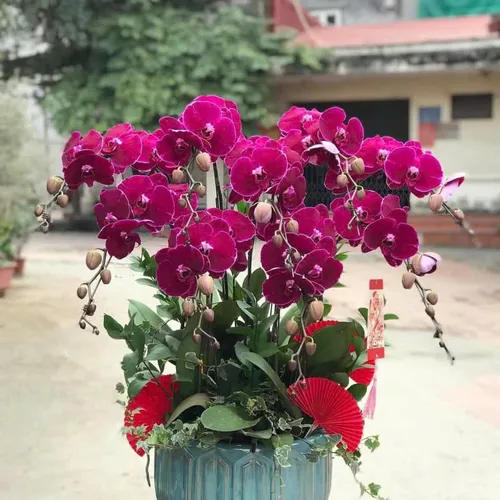 Lan Hồ Điệp Tím Hải Phòng 13