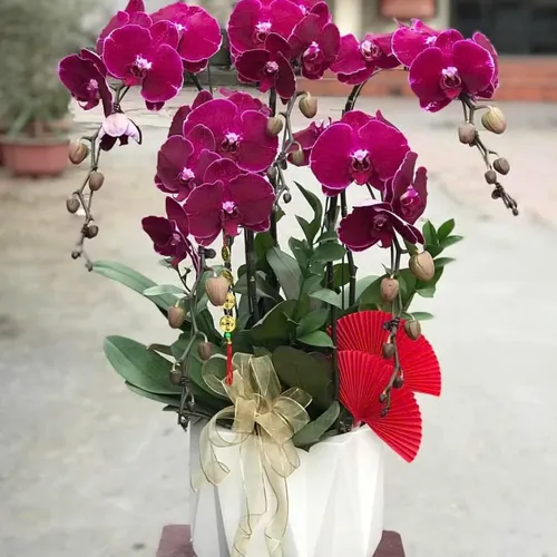 Lan Hồ Điệp Tím Hải Phòng 14