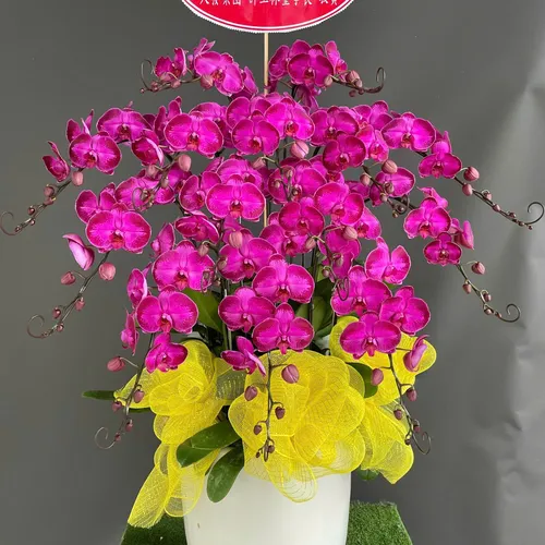 Lan Hồ Điệp Tím Hải Phòng 17