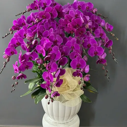 Lan Hồ Điệp Tím Hải Phòng 21