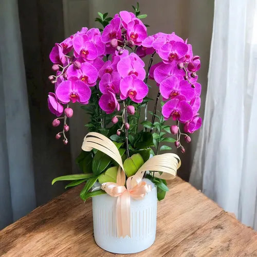 Lan Hồ Điệp Tím Hải Phòng 22