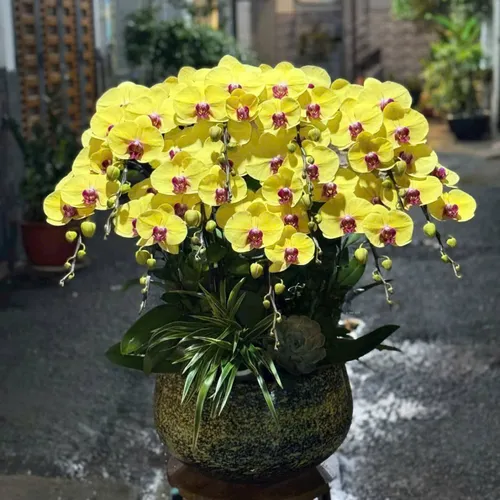 Hoa Lan Hồ Điệp Tết ở Hải Phòng 01