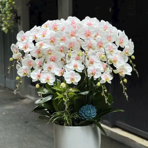 Hoa Lan Hồ Điệp Tết ở Hải Phòng 03