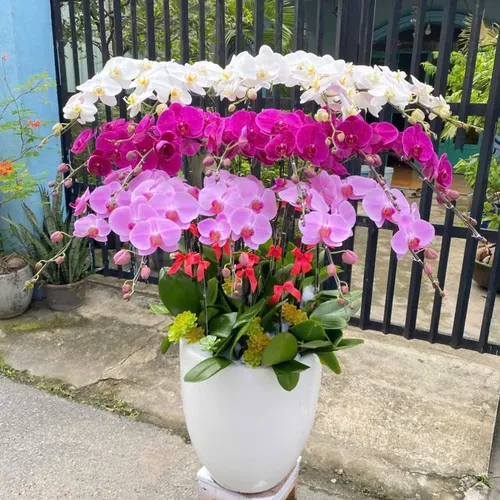 Lan Hồ Điệp Đa Sắc Hải Phòng 03
