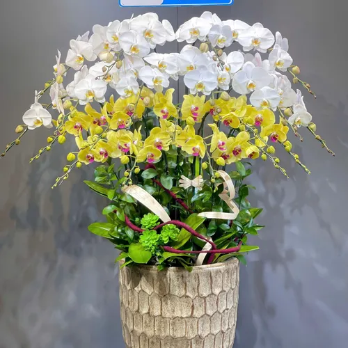 Lan Hồ Điệp Đa Sắc Hải Phòng 04