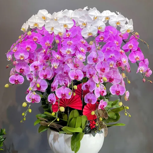 Lan Hồ Điệp Đa Sắc Hải Phòng 05