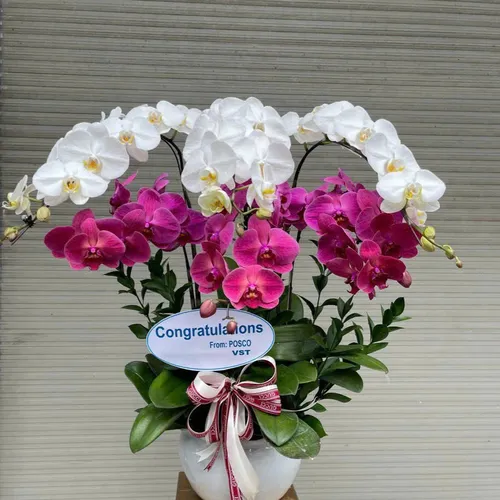 Lan Hồ Điệp Đa Sắc Hải Phòng 07