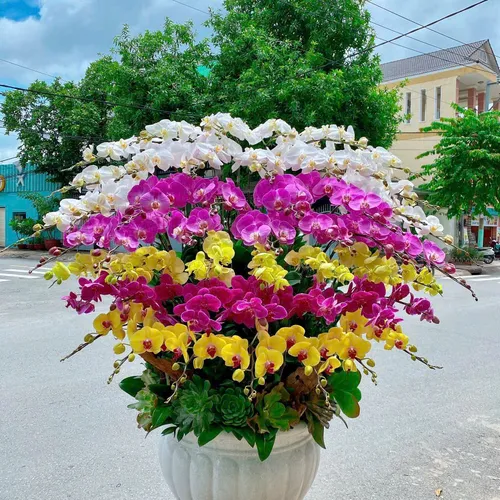 Lan Hồ Điệp Đa Sắc Hải Phòng 08