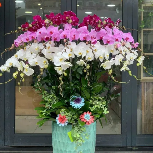 Lan Hồ Điệp Đa Sắc Hải Phòng 10