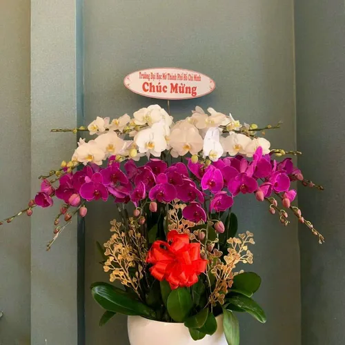 Lan Hồ Điệp Đa Sắc Hải Phòng 12