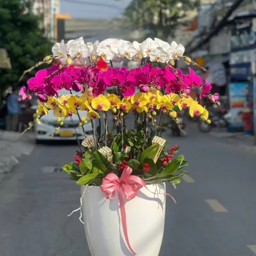 Lan Hồ Điệp Đa Sắc Hải Phòng 13
