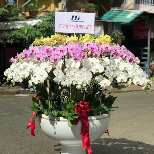 Lan Hồ Điệp Đa Sắc Hải Phòng 19