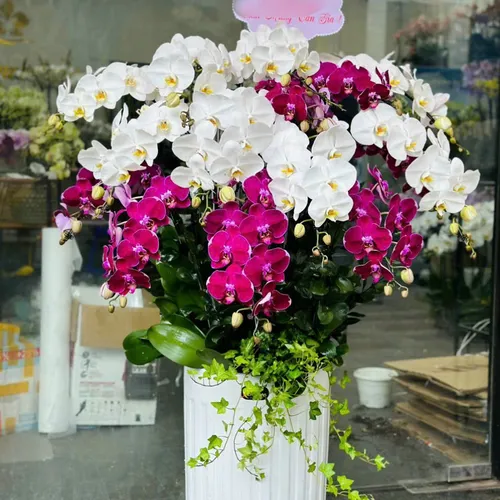 Lan Hồ Điệp Đa Sắc Hải Phòng 20