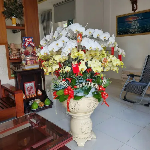 Lan Hồ Điệp Đa Sắc Hải Phòng 21