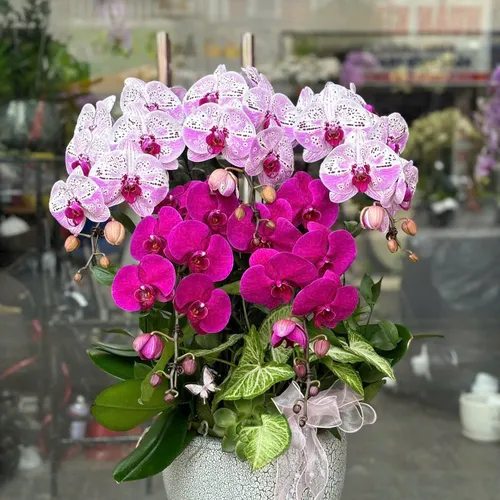 Lan Hồ Điệp Đa Sắc Hải Phòng 23