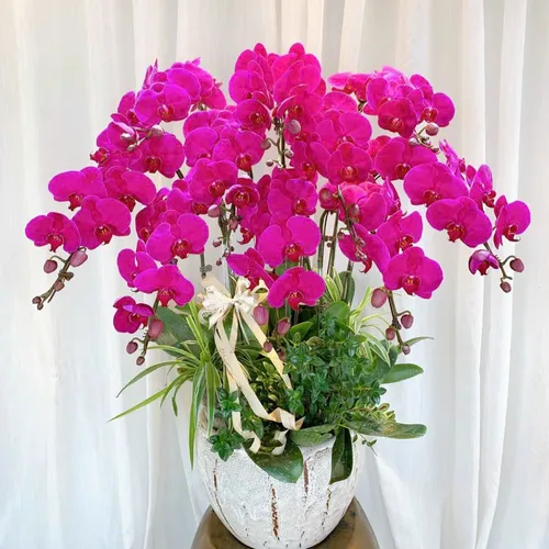 Lan Hồ Điệp Tím Hải Phòng 25