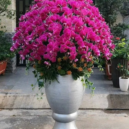 Lan Hồ Điệp Tím Hải Phòng 27