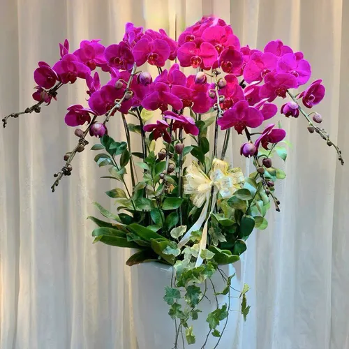 Lan Hồ Điệp Tím Hải Phòng 29