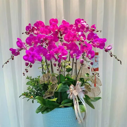 Lan Hồ Điệp Tím Hải Phòng 30