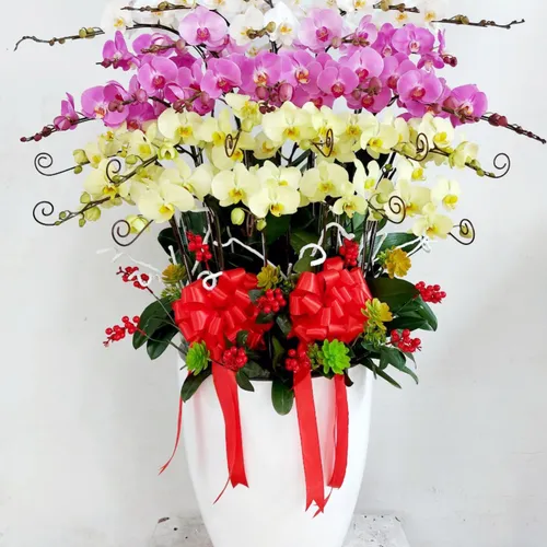 Lan Hồ Điệp Đa Sắc Hải Phòng