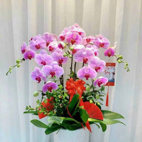 Lan Hồ Điệp Hồng Hải Phòng 03