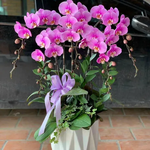 Lan Hồ Điệp Hồng Hải Phòng 05