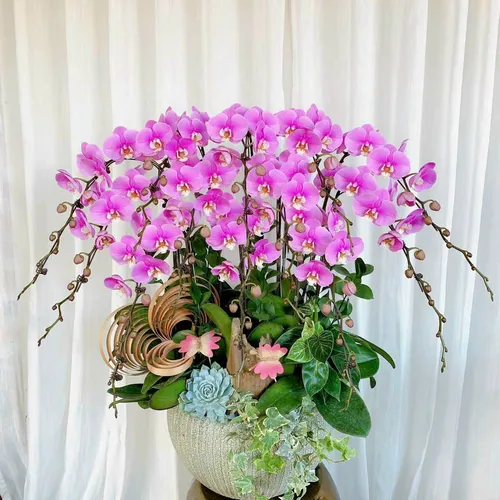 Lan Hồ Điệp Hồng Hải Phòng 07