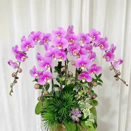 Lan Hồ Điệp Hồng Hải Phòng 08