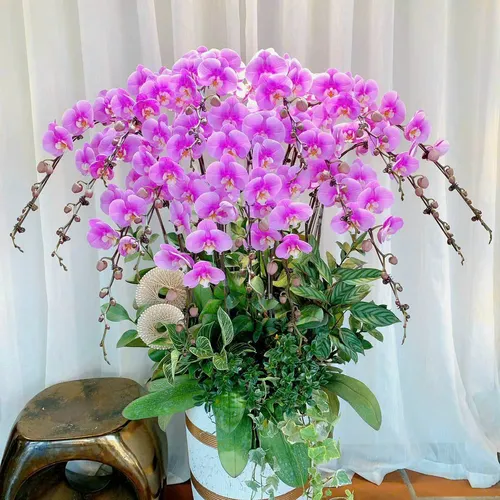 Lan Hồ Điệp Hồng Hải Phòng 09