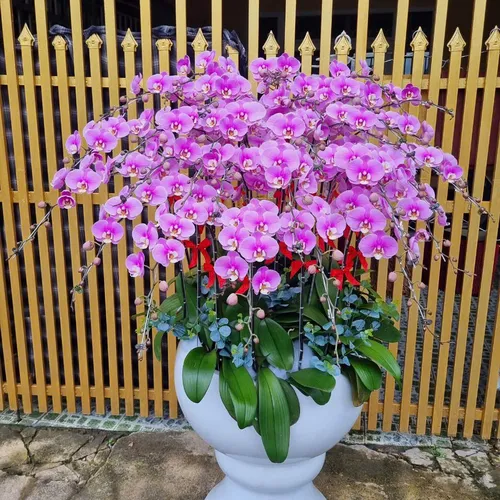 Lan Hồ Điệp Hồng Hải Phòng 12