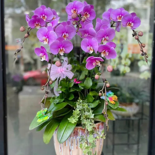 Lan Hồ Điệp Hồng Hải Phòng 14