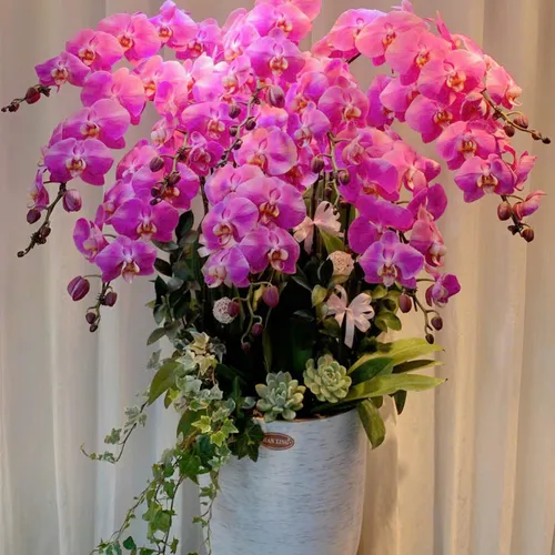 Lan Hồ Điệp Hồng Hải Phòng 20