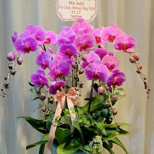 Lan Hồ Điệp Hồng Hải Phòng 22