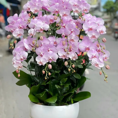 Lan Hồ Điệp Hồng Hải Phòng 28