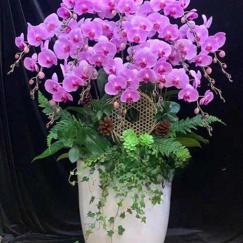 Lan Hồ Điệp Hồng Hải Phòng 30